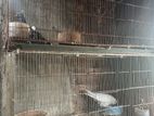 18/36” Size Pakhir Cage