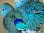 Bird For Sale