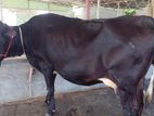১৮১নং গাভী কিনুন ভালো জাতের।