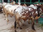 ১৮৩ নং পোষার জন্য ভালো জাতের ৬টি এড়ে ষাঁড় ।