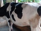 ১৮৪নং গাভী টি ৯ মাসের প্রেগনেন্ট আছে।