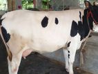 ১৯২নং গাভী পোষার জন্য নিঃসন্ধেহে ভালো হবে ।
