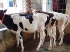 ১৯৫নং পোষার জন্য ভালো জাতের ৩টি বকনা বাছুর কিনুন অল্প দামে ।