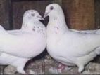 ১ জোরা গলায়লাল সেট