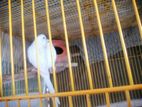 ১জোড়া এ্যালবিনো ও রেইনবো +ক্লাসিক,,,