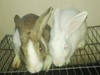 ১জোড়া পূর্ণ বয়স্ক অস্ট্রেলিয়ান খরগোশ বিক্র করা হবে।খাঁচাসহ।