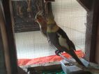Running Cokatale Pair