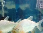 1pair Albino Pacu Fish very healthy.