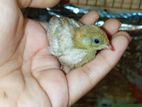 1pair Baby King Quail