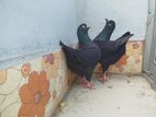 Black King pigeon