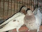 Bird for sale
