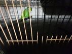(1pair Indian Green Ring Neck Parrot Breeding Pair