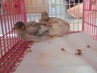 1pair king quail bby