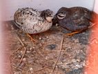 1pair King Quail