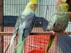 1Pair Running Cockatiel