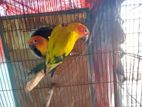 1Pair Sun Conur And 1pice Male Sale Hobe