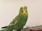 1pc Adult Male Budgie