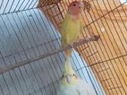 ১পিস লাভবার্ডস পাখি বিক্রি হবে
