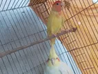 ১পিস লাভবার্ডস পাখি বিক্রি হবে