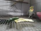 1piyar Ranig Cockatiel