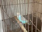 Budgerigar Bird