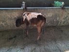 1ta Deki Basor Bikri Hobe