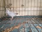 1ta Single Raning Male Dove