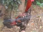 ১টা ফাইটার মুরগা বিক্রি করা হবে