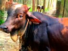 ১টি বড় ষাড়ঁ বাছুর ( পালার উপযোগী )