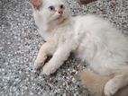 ১টি জিনজার মেইল এবং সাদা ফিমেল পারসিয়ান বিড়াল বিক্রি হবে