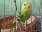 ১টি ফিমেল বাজরিগার পাখি