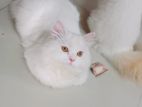1+year Male Purebreed Persian
