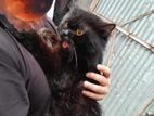 1year pure Persian male cat