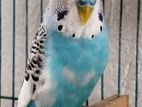 1Yellow-collared lovebird. 1 Sky Blue Budgie