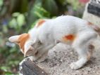 2-3 Month Male Cat