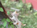 2-3 Months Old Male Cat
