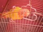 2 bazigar 1 love bird