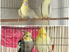 2 Breeding pair Cockataile for sell