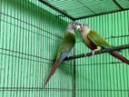 2 Breeding pair Conoure