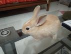 2 Brown Rabbit with Cage