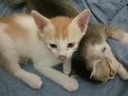 2 cats for adoption