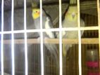 2 cockatiel bird