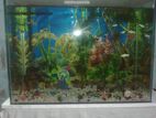 Aquarium for sell