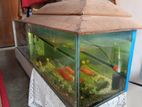 2 feet aquarium with full setup