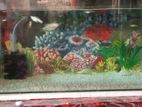 2 feet fish aquarium for sell
