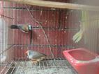 2 Finch Bird