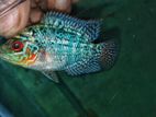 2"+ flowerhorn