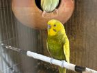 2 Full Running Pair Budgerigar For Sell