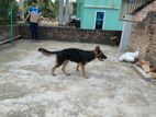 2 German Shepherd Puppies
