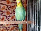 2 Green & 1 Blue Budgie Sell hobe